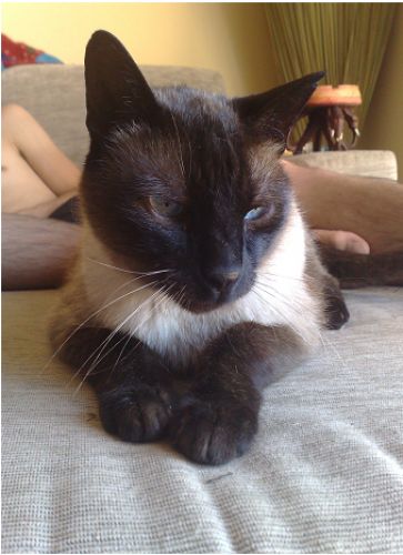 chico