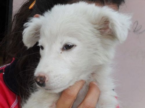 cucciola2