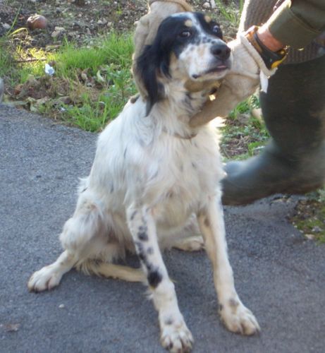 cucciola3_paolo