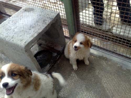 cuccioli-volpinetti-canile-di-rieti