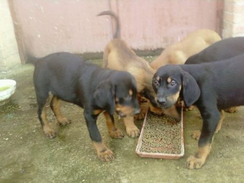 cuccioli