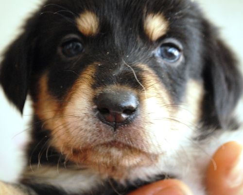 cuccioli1