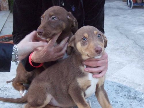 cuccioli12