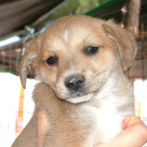 cuccioli7_peet-village