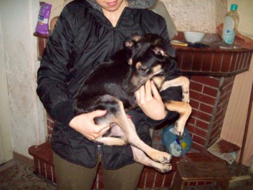 cuccioli_065