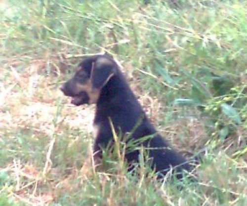 cuccioli_abbandonati2
