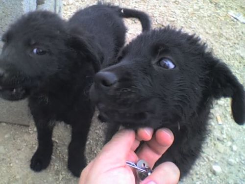 cuccioli_cantiere