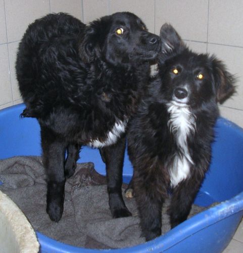 cuccioli_copy