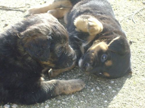 cuccioli_pastore_tedesco