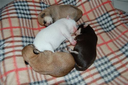 cuccioli_privato_copy