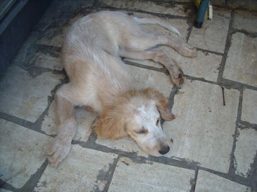 cuccioli_setter