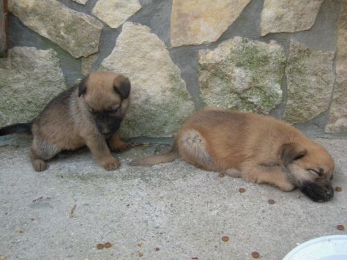 cuccioli_strada