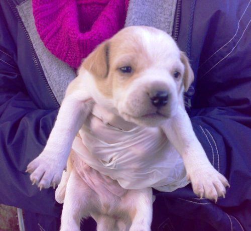 cuccioli_t_p_