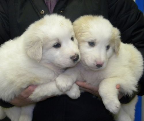 cuccioli_v_a