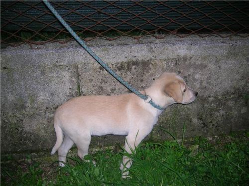 cucciolo