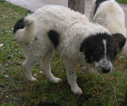 cucciolo3