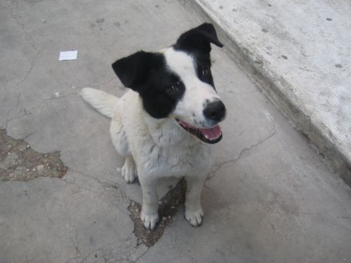 cucciolo_bari