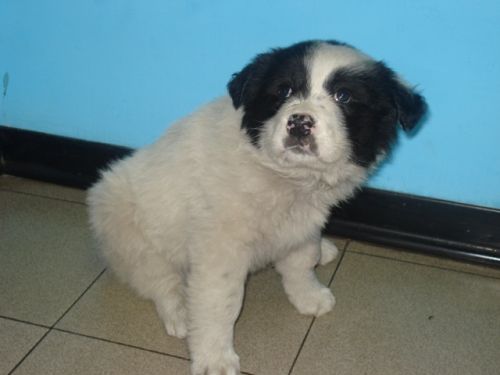 cucciolo_bianco_e_nero