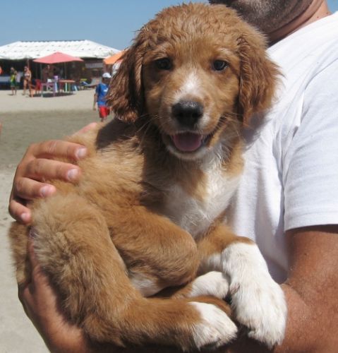 cucciolo_castelli2
