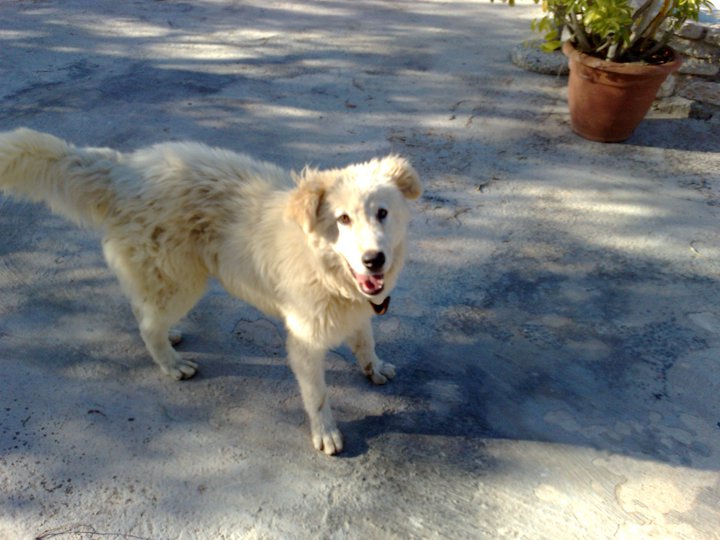 cucciolo_maremmano