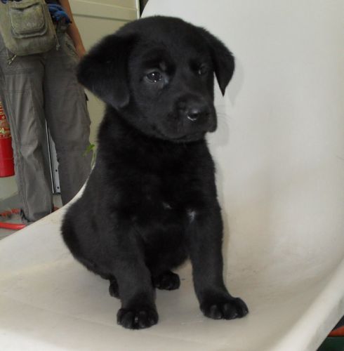 cucciolo_nero