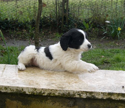 cucciolog2