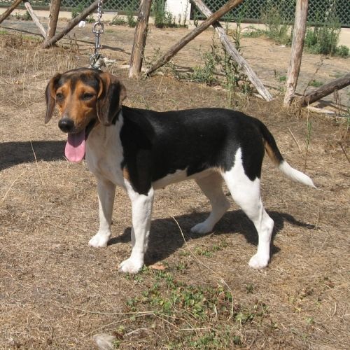 derivato-beagle_claudio_2