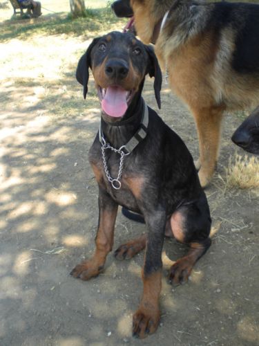 dobermann_cucciolo