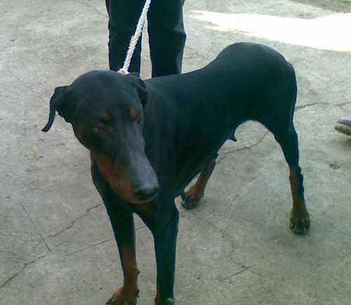 dobi1