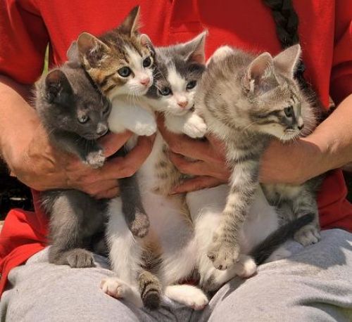 gatti_1