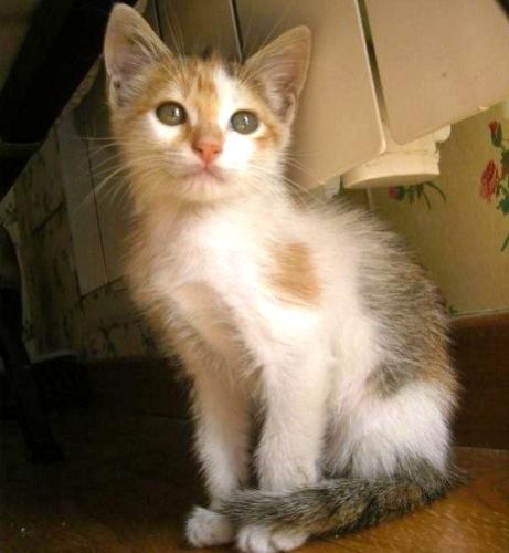 gattina-trovata-ambra