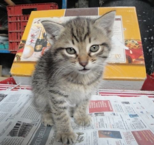gattine_meravigliose