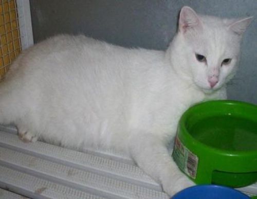 gatto_bianco_2