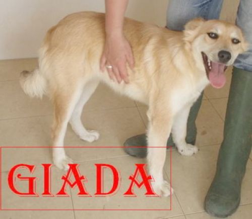 giada1_300