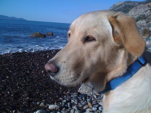 jack_al_mare