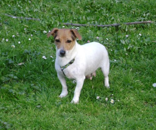 jack_russel_copy
