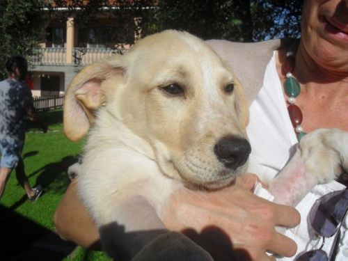 labrador5
