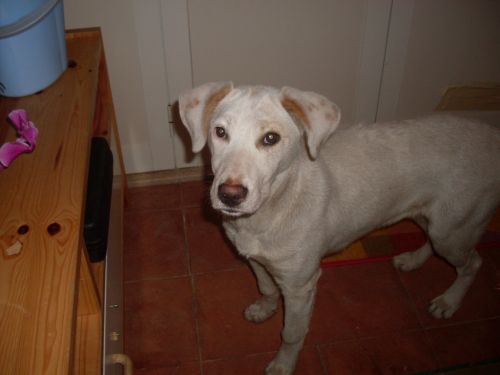 labradorina
