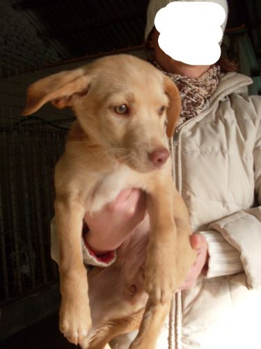 labradorina1_copy