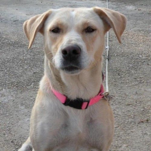 labradorinacla2