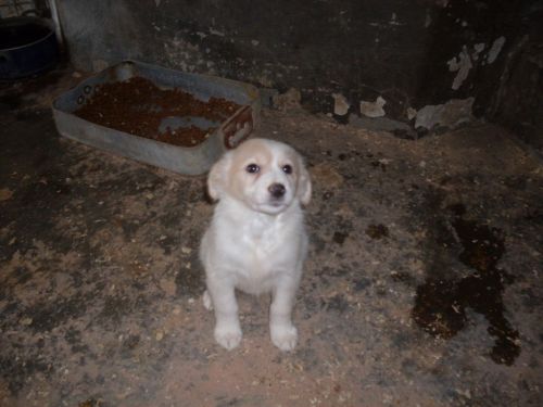 labradorini2