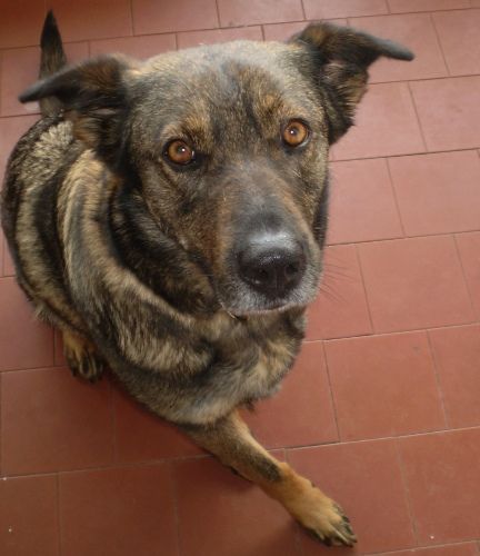 laika_smarrita