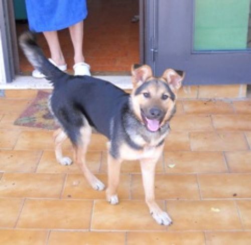 lupina1-