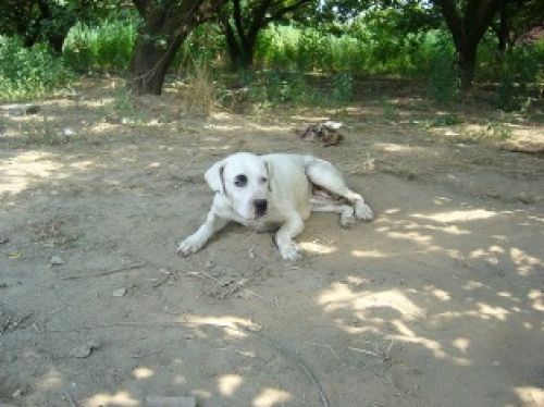 macchia
