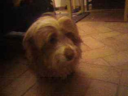 maltese