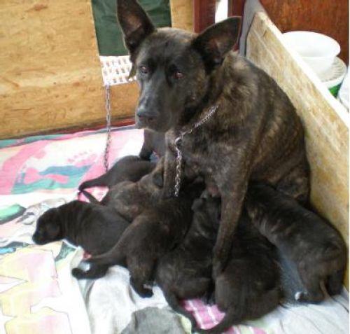 mamma_cuccioli