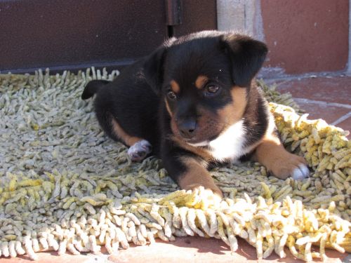 nan_tg_piccola_14