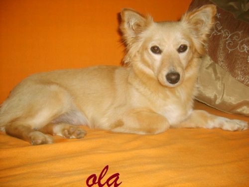 ola
