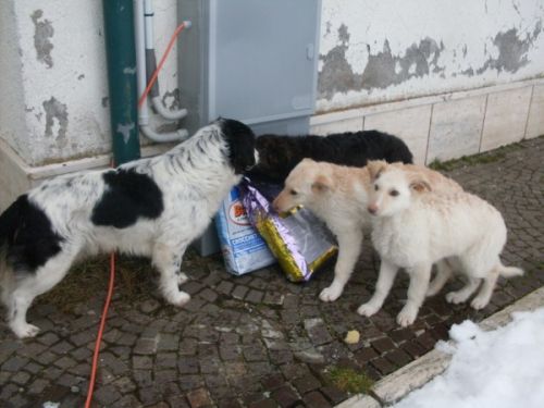 paco_e_i_tre_cuccioli_per_strada_600_x_450