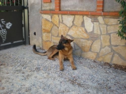 pastore_tedesco_cucciolone2
